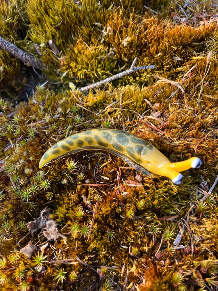 Image of Yellow and Green Boro Slug