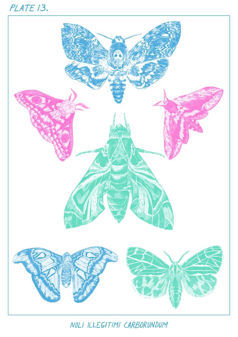 Image of "Noli Illigitimi Carborundum" Moths