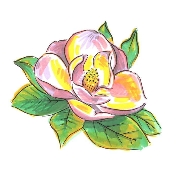 Image of Magnolia