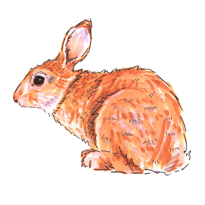 Image of Rabbit