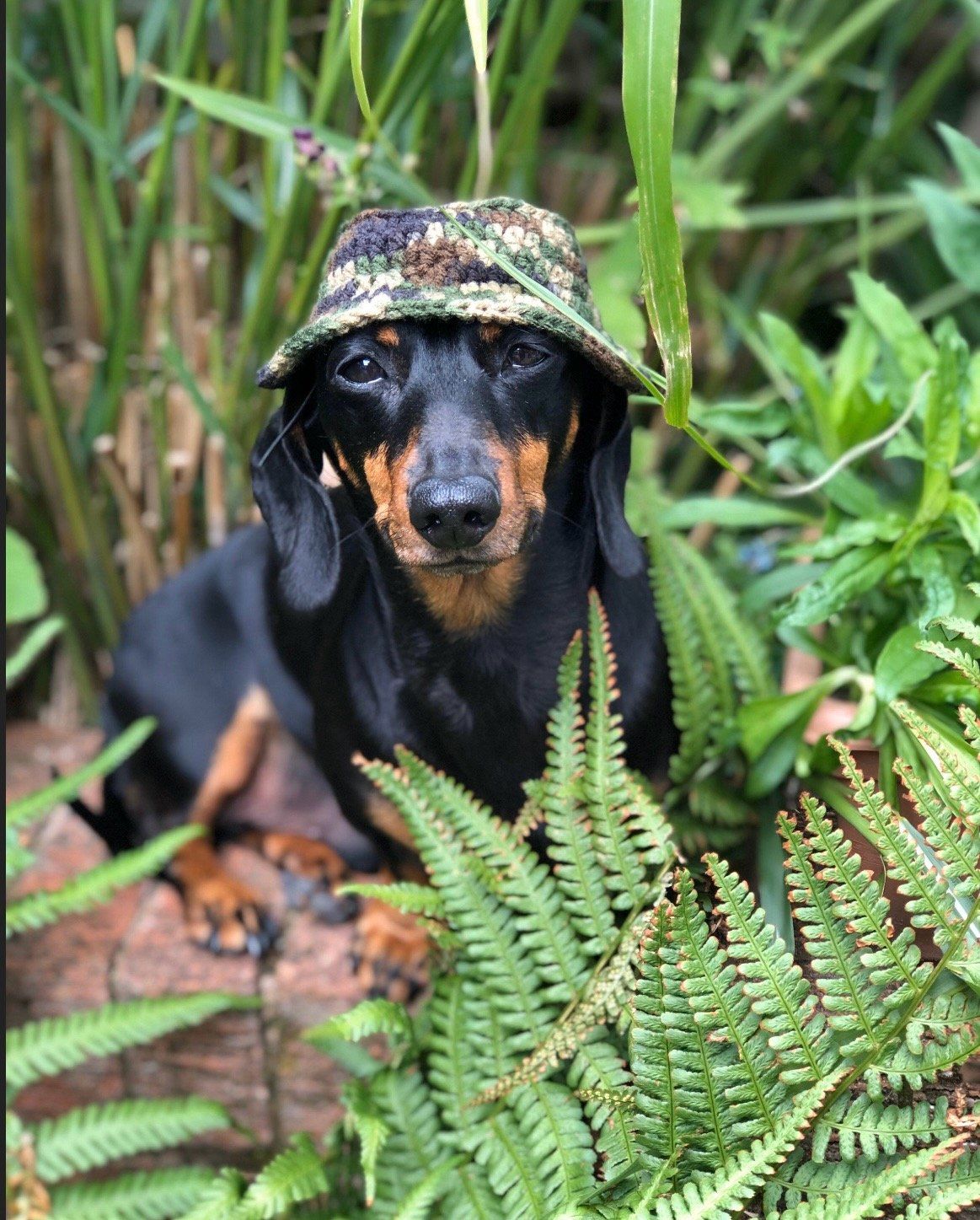 Crochet Dachshund Hat Pattern