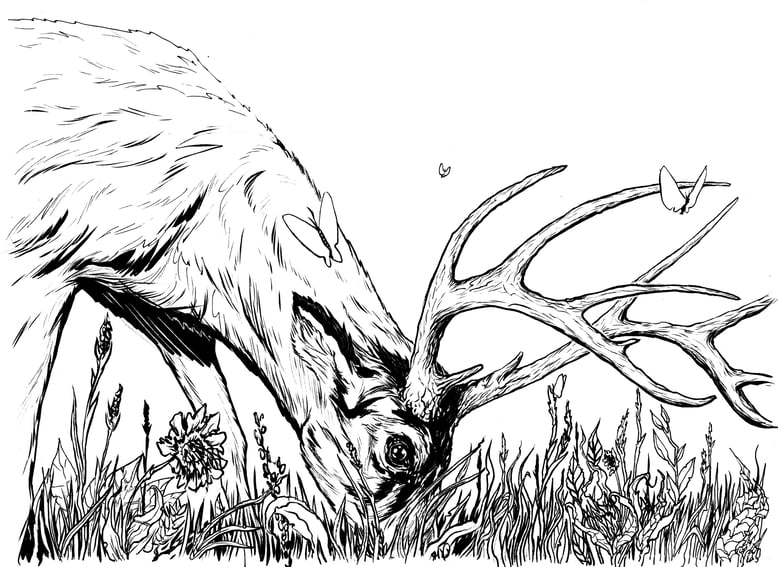 Image of Buck Grazing - original hand inked art