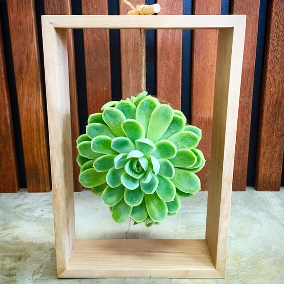 Image of Hanging Succulent in Haus Frame