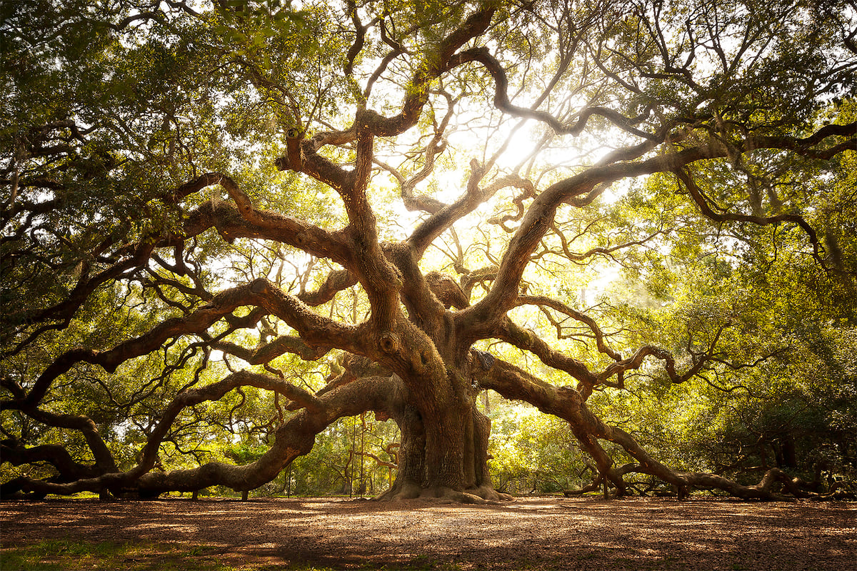 Tree of Angels | Josh Hardy Photography