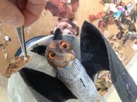 Image 2 of A pair of Fruit Bats