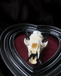 Image 3 of Mink Skull
