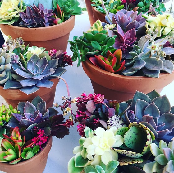 Image of Succulent Pots