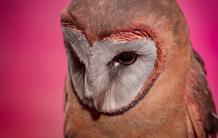 Image of 'Lyra' - Ashy Faced Owl