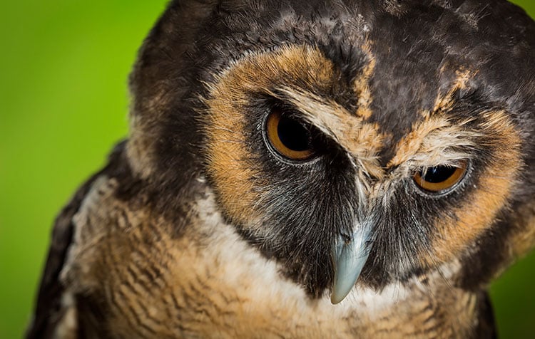 Image of 'Drizzle' - Asian Brown Wood Owl