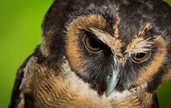 Image of 'Drizzle' - Asian Brown Wood Owl