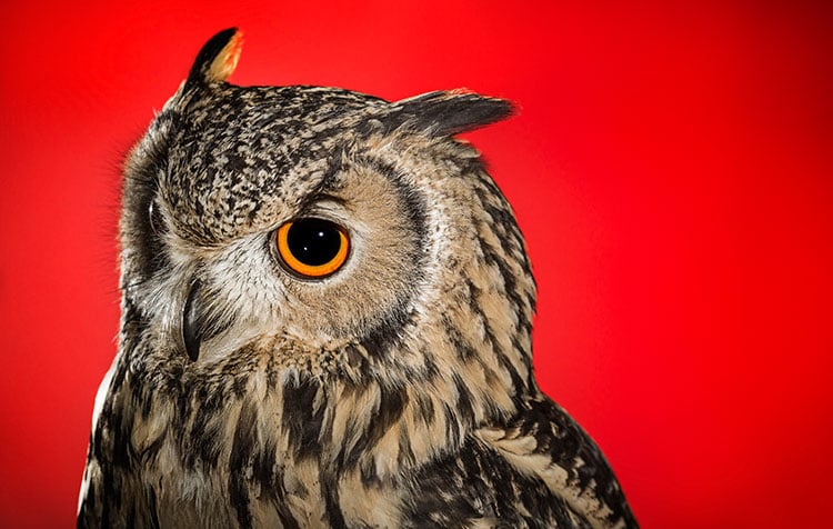 Image of 'Tiree' - Indian Eagle Owl