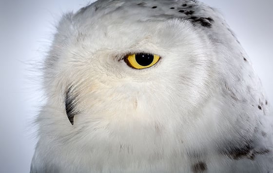 Image of 'Drift' - Snowy Owl