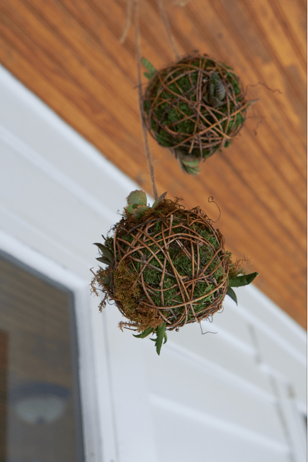 Image of Small Living Spheres 
