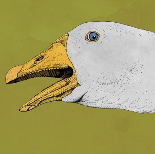 Image of The Golden Egg