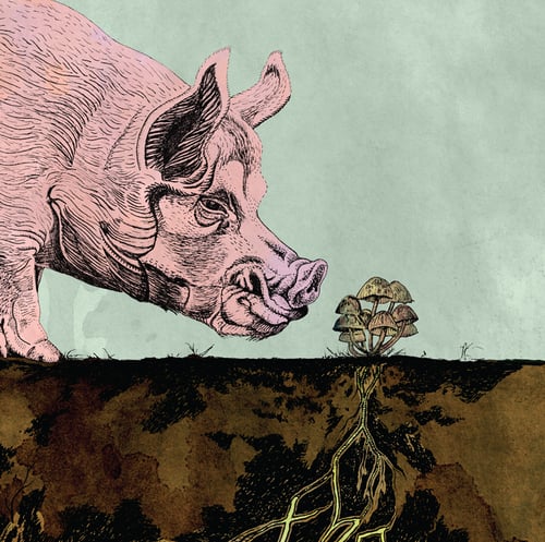 Image of Magic Mushrooms