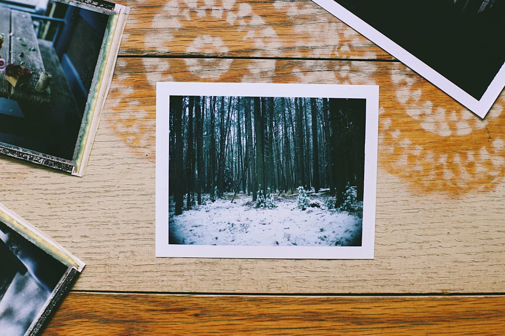 Image of Pines Original Polaroid