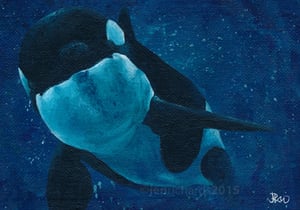 Image of 'Orca Calf' - Original painting