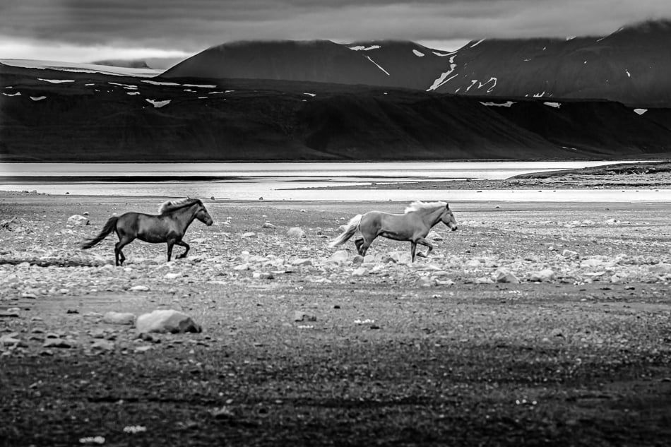 Image of Wild Horses