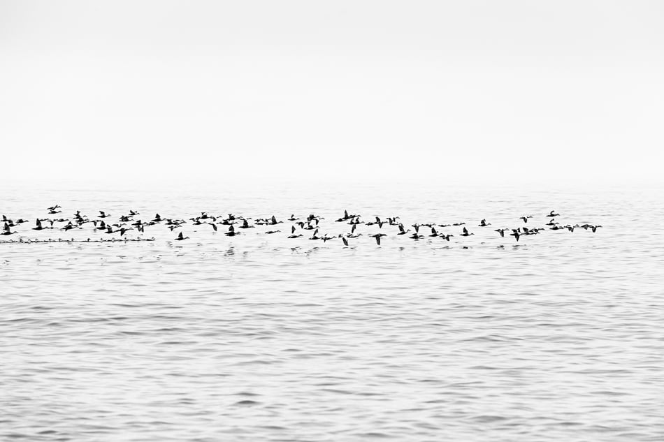 Image of Wild Birds