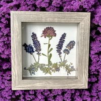 Image 3 of Plum Chrysanthemum, Veronica, Lavender And Catmint Wildflowers In 6" X 6" Shadow Box (Item# 202206S)