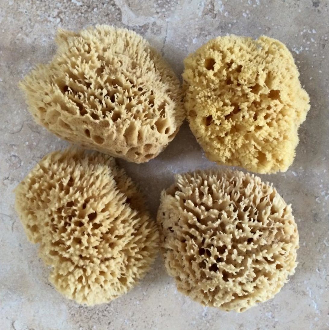 Buy Natural Bath Sea Sponge Online – DollyMoo