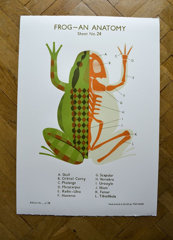 Image of Frog School Chart 