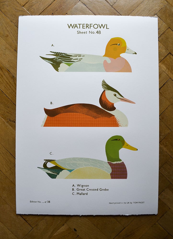 Image of Waterfowl School Chart 