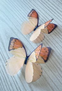 Image 2 of Orange blossom (set of 2)