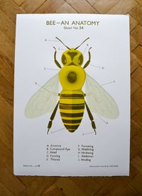 Bee School Chart