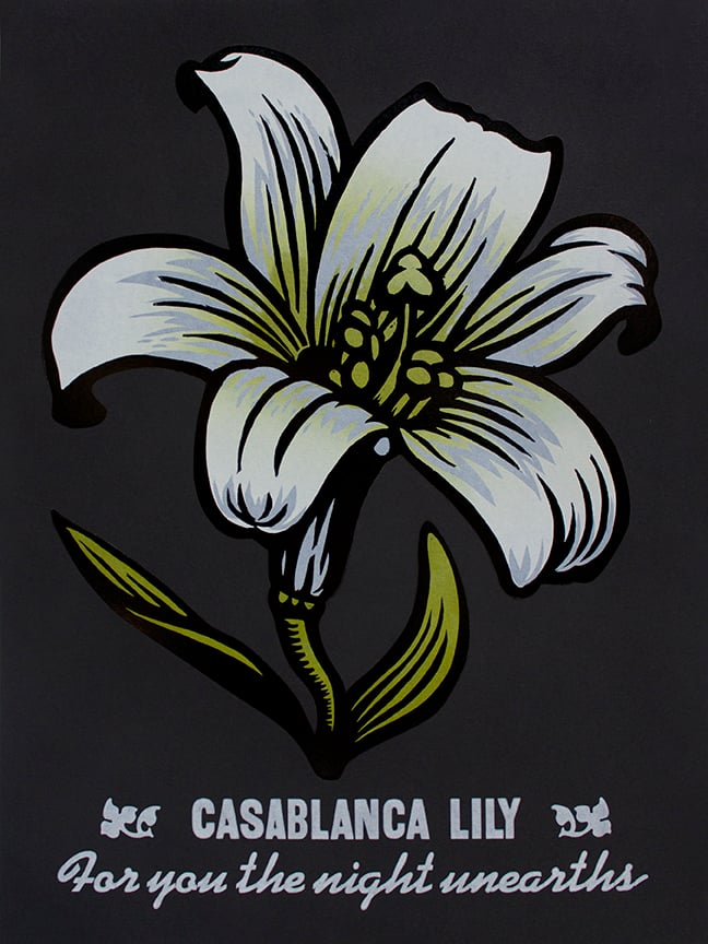Image of Casablanca Lily