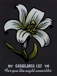 Casablanca Lily