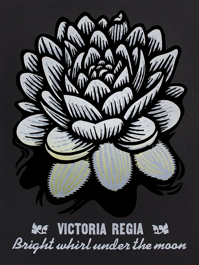 Image of Victoria Regia