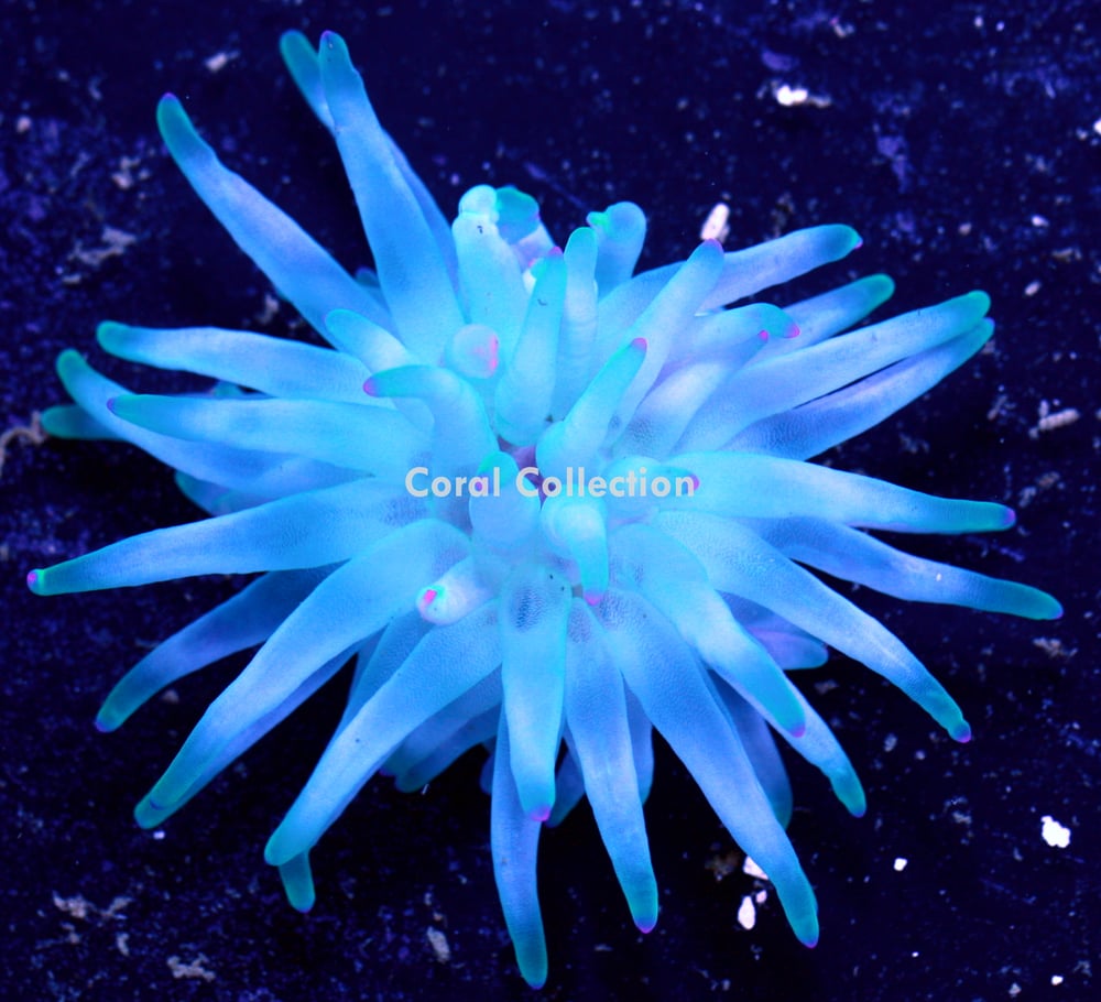Image of Blue Ice Condy Anemone