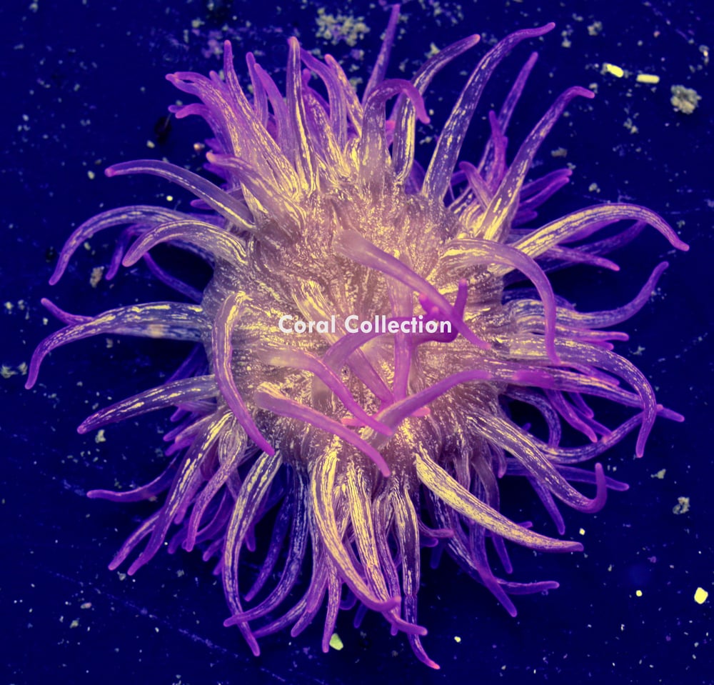 Image of Purple Fusion Long Tentacle Anemone