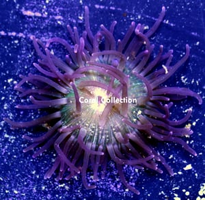 Image of Deep Purple Long tentacle Anemone