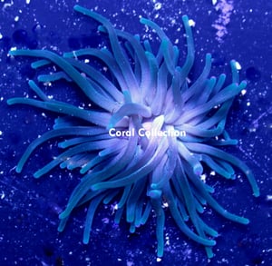 Image of Teal Long Tentacle Anemone
