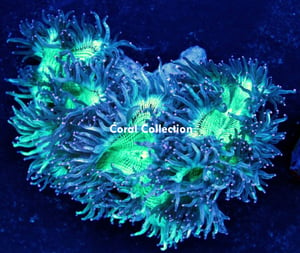 Image of Aussi Elegance Coral 