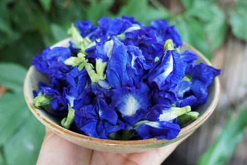 Image of BUTTERFLY PEA FLOWER spagyric tincture - alchemically enhanced plant extraction