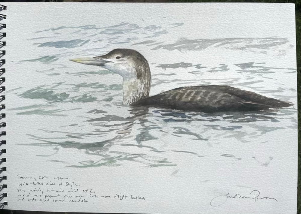 Image of White-billed diver at Blyth 26/2/26