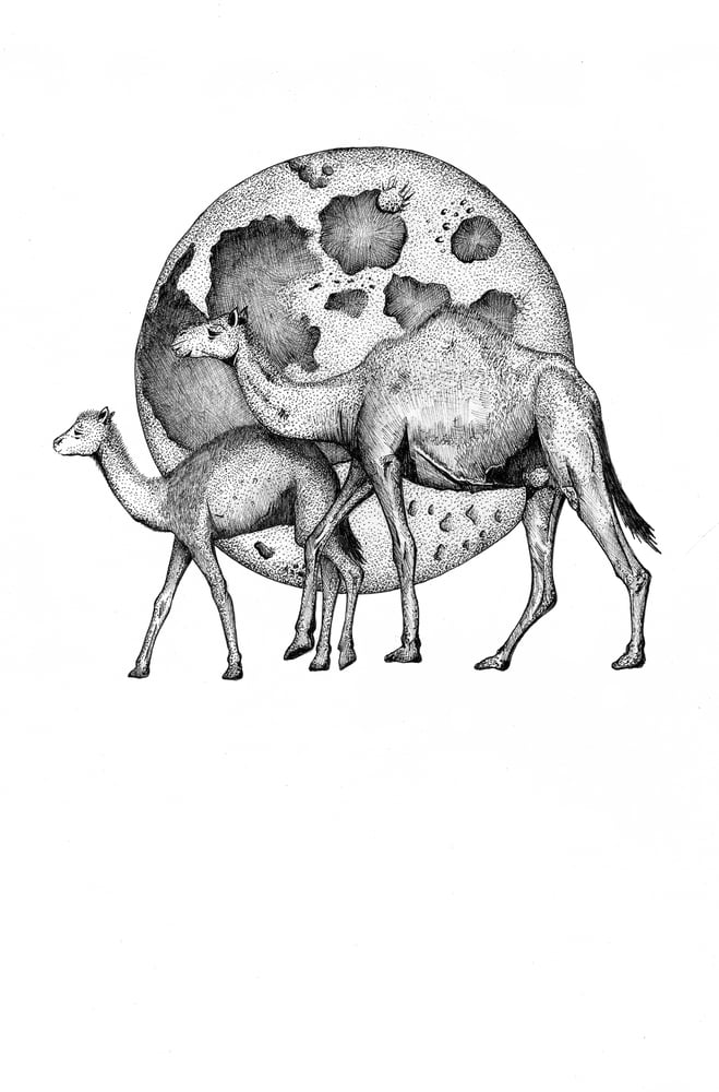 Image of "Dromedary Daze" archival giclée print - Limited edition of 30 (FREE SHIPPING WITHIN AUSTRALIA)