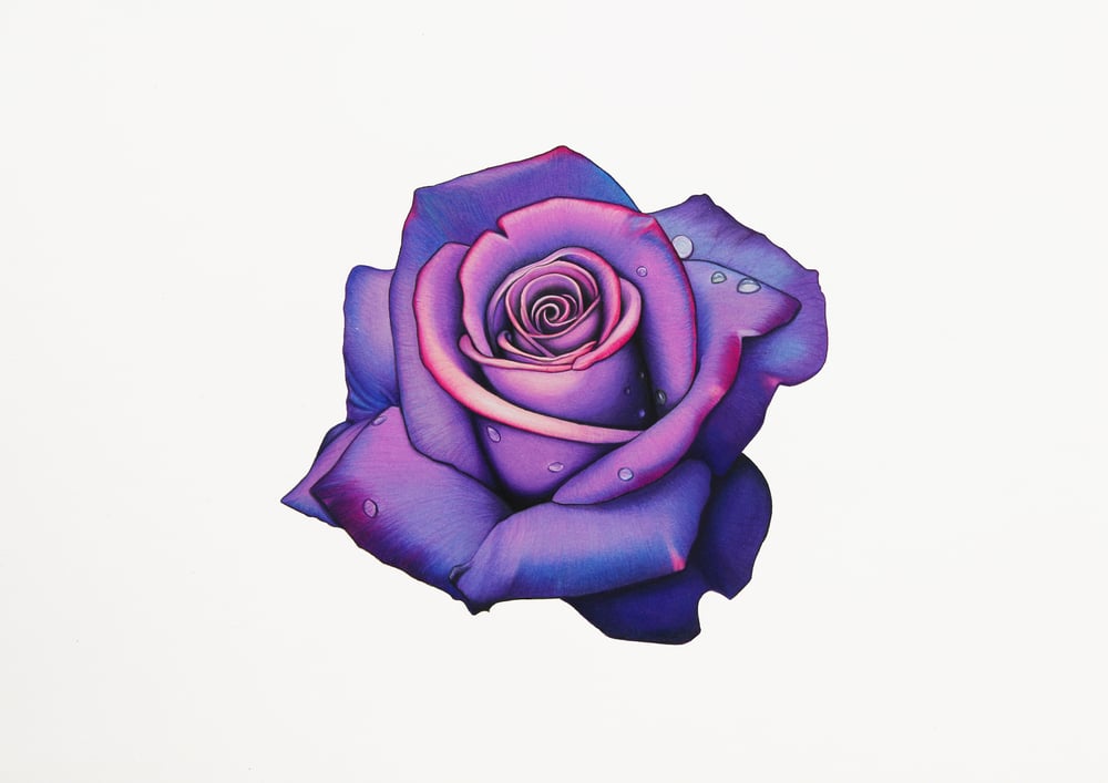 Image of Purple Rose Print