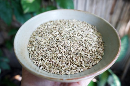 Image of FENNEL spagyric tincture - alchemically enhanced plant extraction