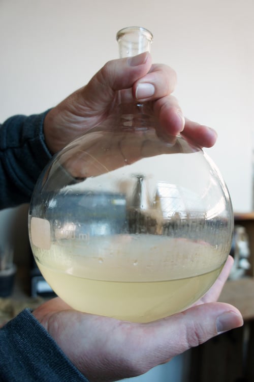 Image of GARLIC spagyric tincture - alchemically enhanced plant extraction