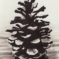 Image 2 of By Hand : Pine Cone Art Print