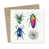 'Beetles' Card Pack