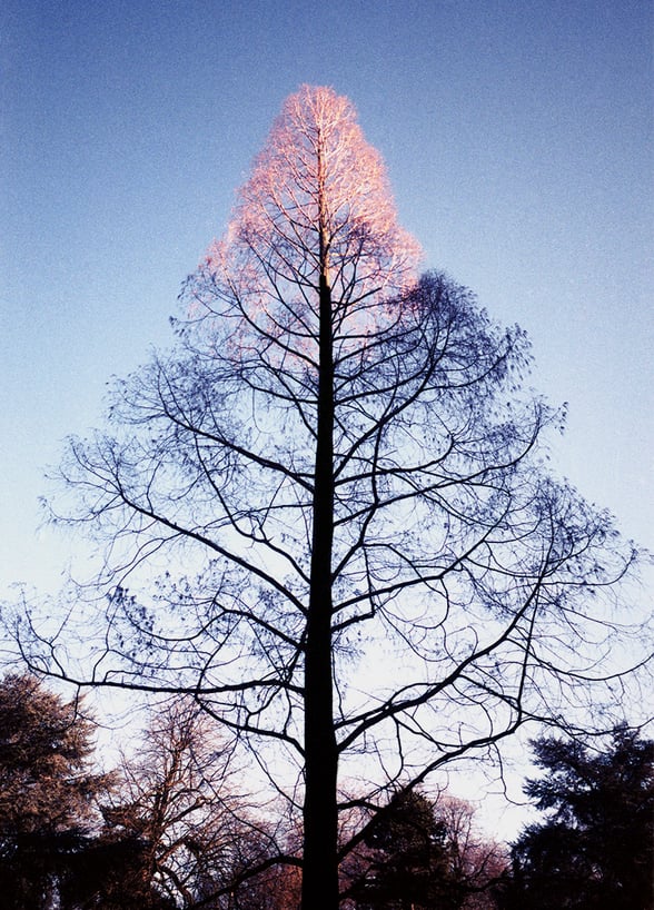 Image of edition 'tree g'