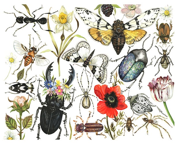 Image of 'Bugs & Flowers'