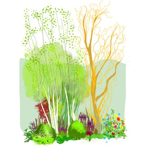 Rain Garden