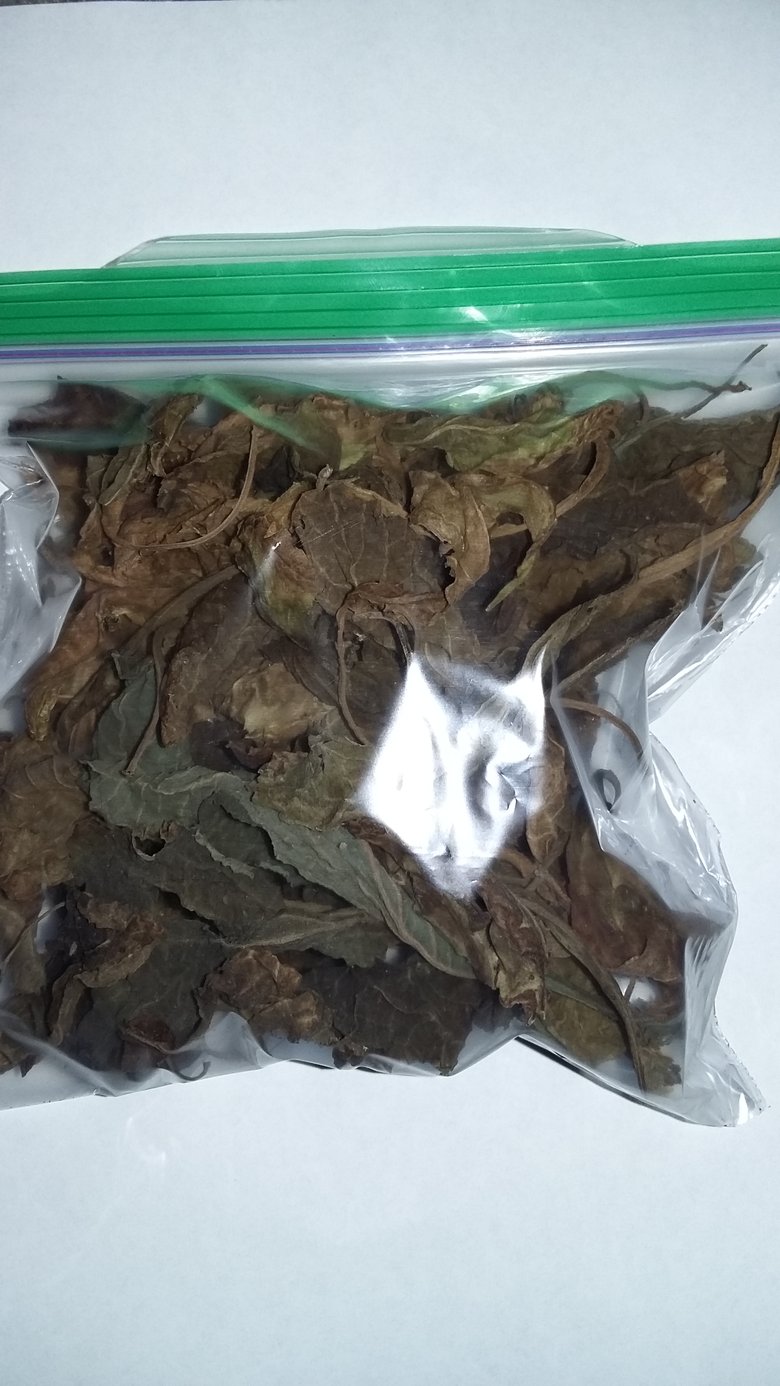 Image of Organic Salvia divinorum Leaf (10 Grams)