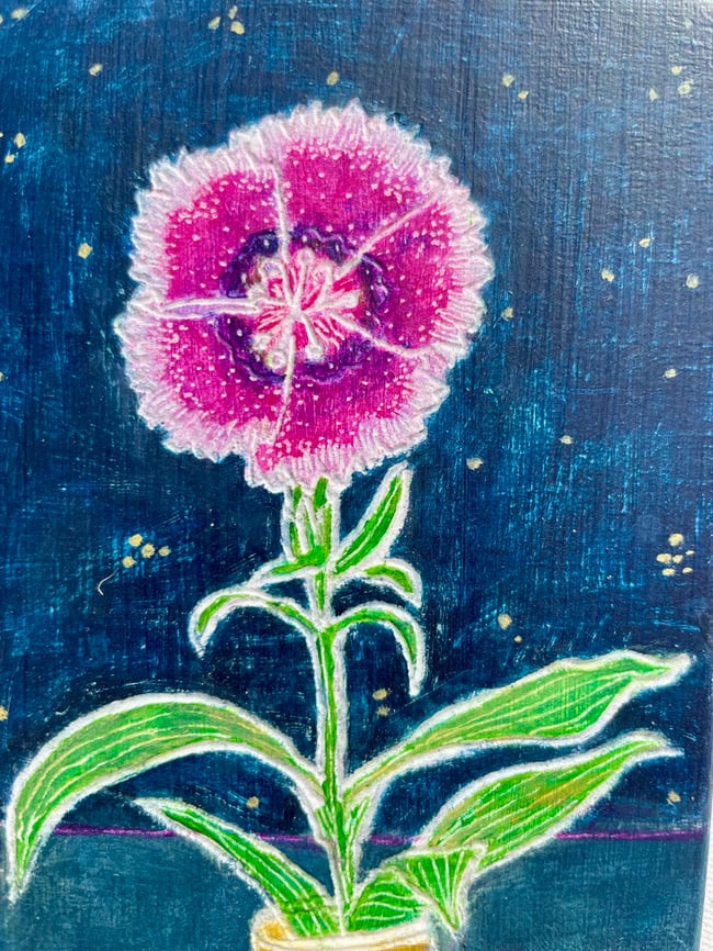 Dianthus 